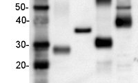 Goat anti-Mouse IgG (H&L), HRP conjugated in the group Secondary Antibodies / Anti-Mouse / HRP (horse radish peroxidase) at Agrisera AB (Antibodies for research) (AS11 1772)